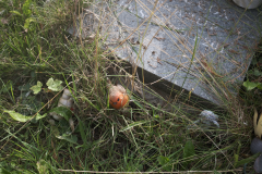 grave-6