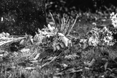 graves-6