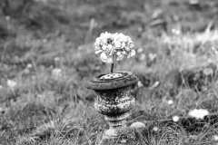 graves-9